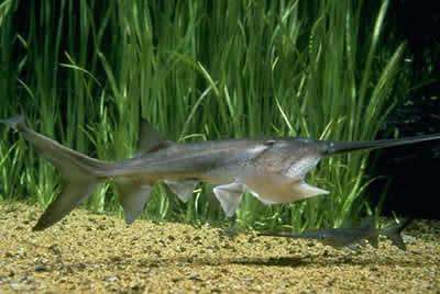 Paddlefish 2