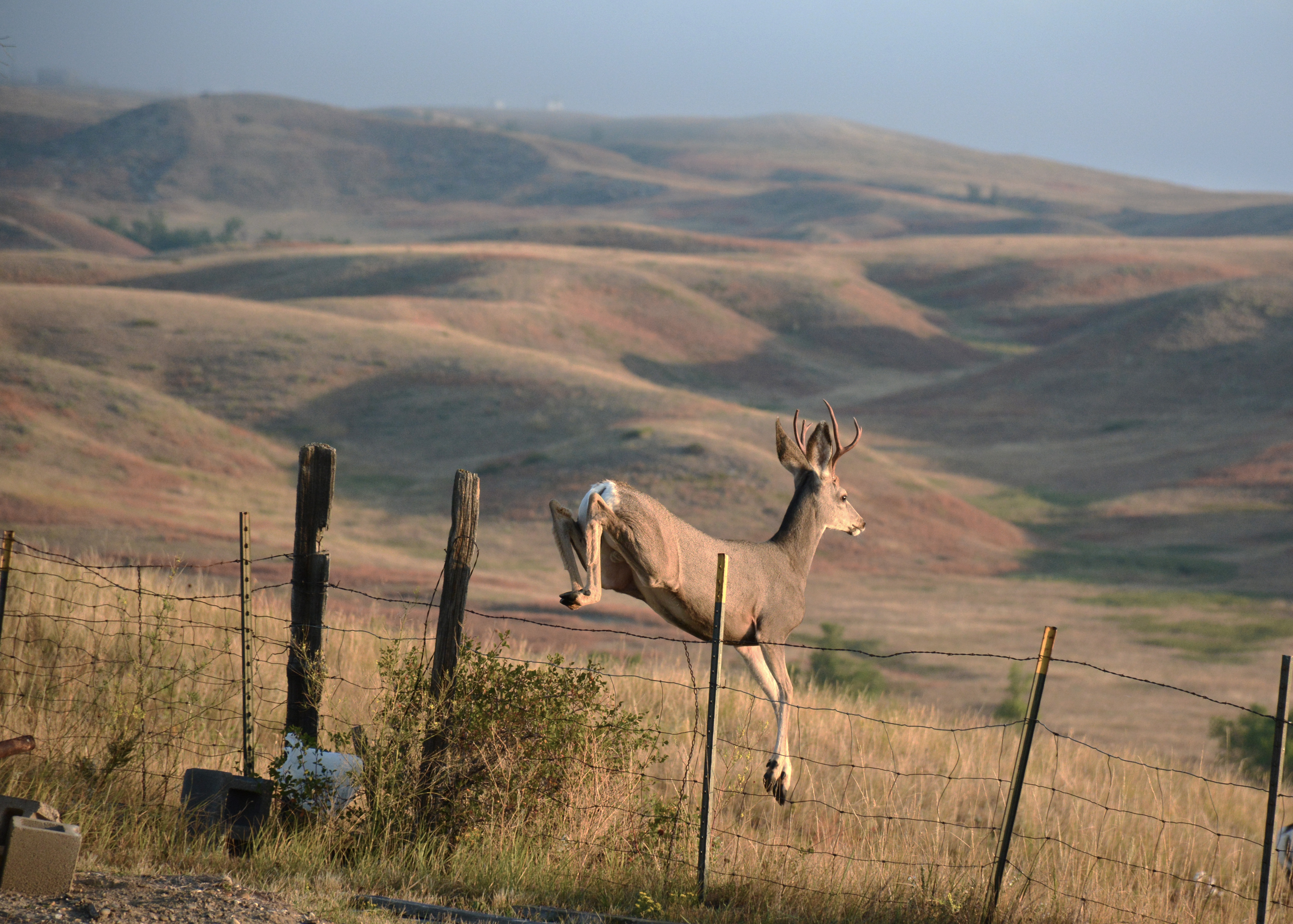 Two Bucks 9 14 2015 025 Crop